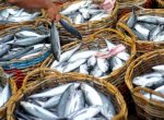 Awal Ramadhan, Perum Perindo Pastikan Harga Ikan Stabil
