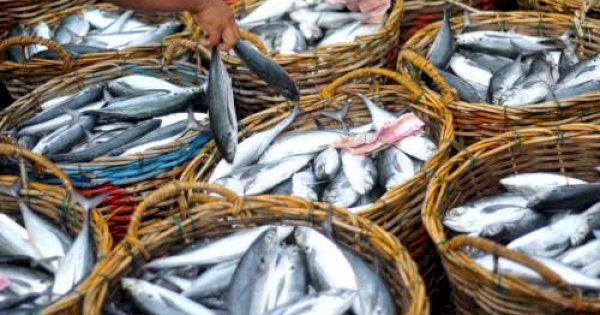 Awal Ramadhan, Perum Perindo Pastikan Harga Ikan Stabil