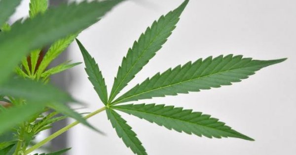 AS Tetapkan Industri Ganja Bisa Dapat Layanan Perbankan