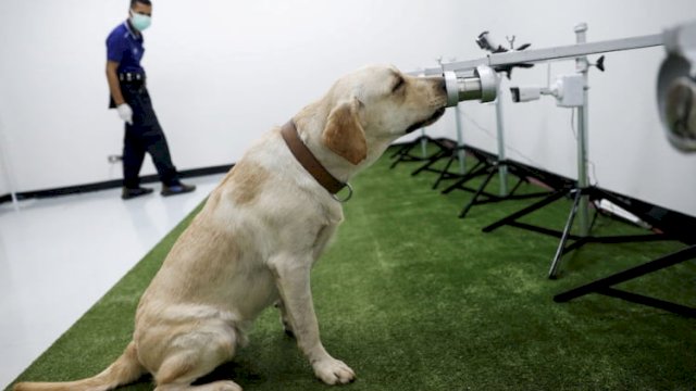 Ilmuan Latih Anjing Pelacak Deteksi Penderita Covid-19