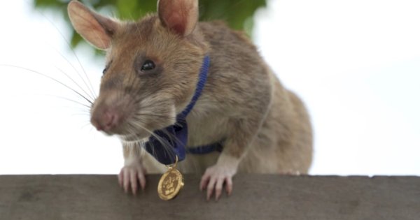 Tikus Ini Pensiun Setelah 5 Tahun Bekerja Mengendus Ranjau