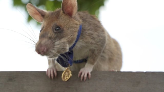 Tikus Ini Pensiun Setelah 5 Tahun Bekerja Mengendus Ranjau