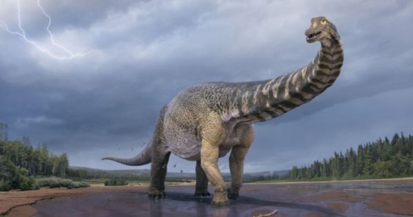 Dinosaurus Sepanjang Lapangan Basket Pernah Hidup di Australia