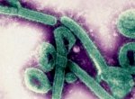 Virus Marburg Kini Jadi Keresahan WHO, Simak Gejalanya