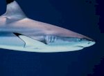 Inilah Hiu Tertua di Dunia