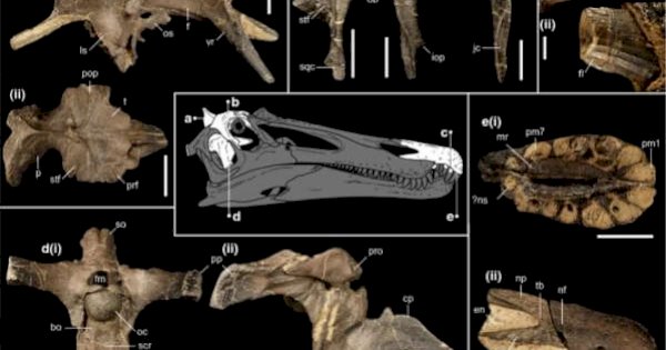 Ilmuwan Temukan Spesies Dinosaurus Berusia 125 Juta Tahun