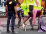 Selamatkan Kucing Hamil, 4 Pria Dubai Diberi Hadiah Masing-masing Rp194 Juta