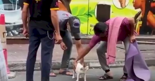 Selamatkan Kucing Hamil, 4 Pria Dubai Diberi Hadiah Masing-masing Rp194 Juta