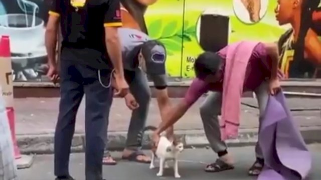 Selamatkan Kucing Hamil, 4 Pria Dubai Diberi Hadiah Masing-masing Rp194 Juta