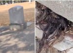 Bikin Merinding, Rambut Panjang Keluar dari Kuburan Tua Berusia 100 Tahun
