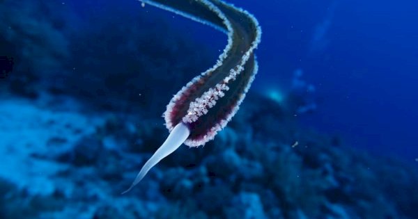 Binatang Misterius Tanpa Mata, Telinga, atau Mulut Ditemukan di Laut Merah