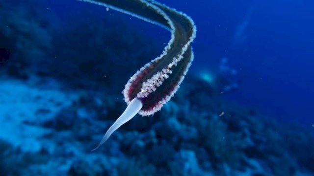 Binatang Misterius Tanpa Mata, Telinga, atau Mulut Ditemukan di Laut Merah