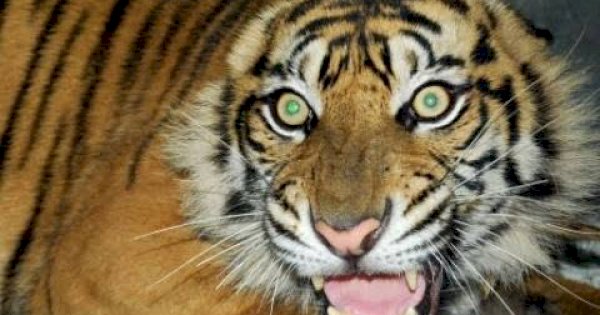 Dua Warga Aceh Nyaris Diterkam Harimau, Selamat Karena Cepat Manjat Pohon