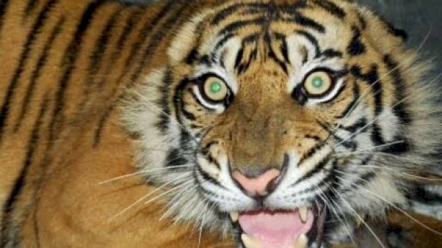 Dua Warga Aceh Nyaris Diterkam Harimau, Selamat Karena Cepat Manjat Pohon