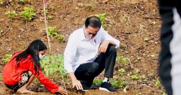 Hari Kedua di NTB, Jokowi Tanam Pohon Bareng Warga Lombok Tengah