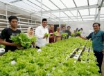 Bupati Maros Chaidir Syam Kunjungi Kebun Hidroponik Milik Petani Milenial
