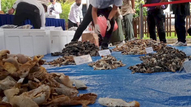 Polda Sulsel memamerkan ribuan potong Penyu Hijau yang telah dikeringkan sebagai alat bukti dari penangkapan enam tersangka eksploitasi penyu hijau. (Foto: Redaksi ABATANEWS)