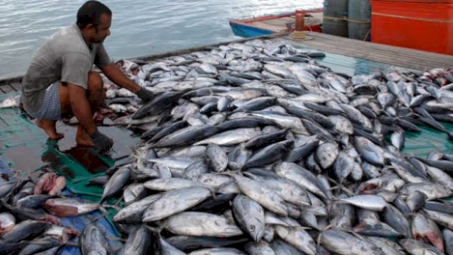 Sepanjang 2021, Sektor Perikanan di Sulsel Hasilkan Hal Positif 