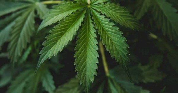 Thailand Legalkan Ganja, tapi Tak Boleh Asal Jual