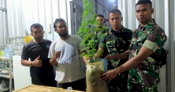 Temuan Dugaan Tanaman Ganja, Sat Narkoba Resor Gowa Bawa BB ke Labfor