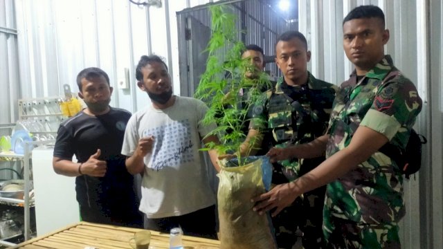 Penampakan tanaman ganja yang ditemukan warga di sekitaran Kampus UIN Alauddin, Rabu (9/2/2022). (foto: Azwar).