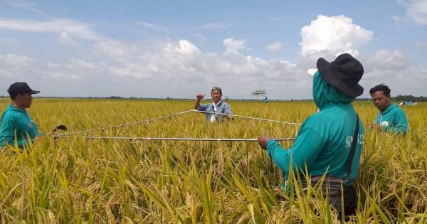 Petani Bojonegoro Tetap Panen Meski Sempat Terkena Banjir