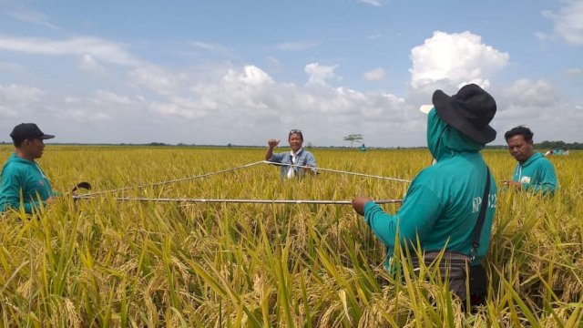 Petani di Bojonegoro panen padi pada Selasa (15/2/2022) setelah dilanda banjir pada 21 Januari 2022 lalu. (foto: Dok Kementan)