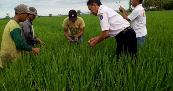 Pemprov Sulsel Ajak Petani Tingkatkan Hasil Pertanian melalui Benih Berkualitas