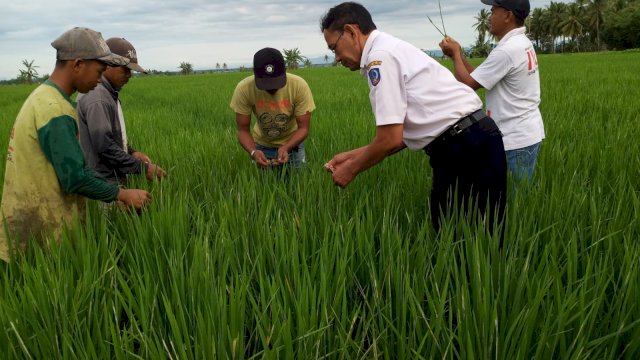 Pemerintah Provinsi Sulawesi Selatan melalui Dinas Tanaman Pangan, Holtikultura dan Perkebunan menghadirkan program Mandiri Benih. (Dok Humas Pemprov)