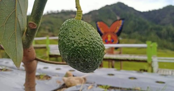 PPL Lutra Kembangkan Alpukat Hass di Rongkong