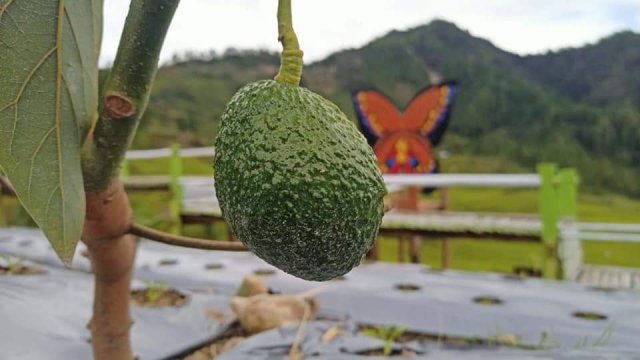 Penyuluh Pertanian (PPL) asal Lutra, Suwarno, mencoba mengembangkan alpukat di Desa Rinding Allo Kecamatan Rongkong.