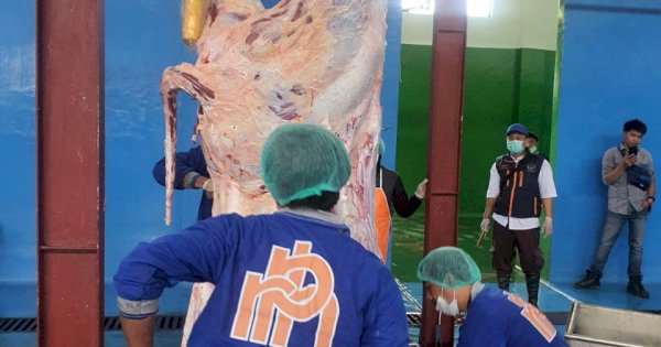 Halal dan Higienis, Sapi BULS Dipotong di RPH Modern