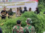 Aparat Gabungan di Aceh Temukan Ladang Ganja yang Ditaksir 40,3 ton