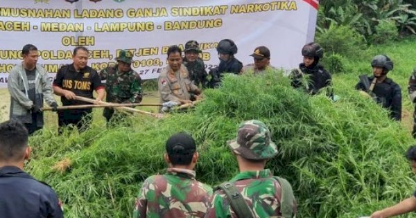 Aparat Gabungan di Aceh Temukan Ladang Ganja yang Ditaksir 40,3 ton