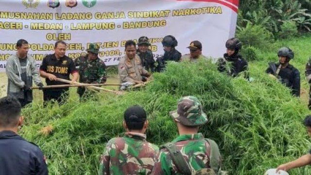 Aparat gabungan dari Satgas Siger Polda Lampung bersama Direktorat Narkoba Polda Aceh, Kemudian Polres Lhokseumawe, Ditjen Bea Cukai, Satbrimob Detasemen B Lhokseumawe, dan Kodim 0103/Aceh Utara menemukan ladang ganja di pedalaman Dusun Uteu, Desa Lhokdrien, Kecamatan Sawang, Kabupaten Aceh Utara, Senin (28/2/2022). (foto: Istimewa)