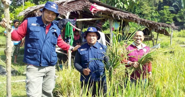 17 Tahun tak Ada Aktivitas Budidaya Padi, Warga Salubomban Kembali Nikmati Panen