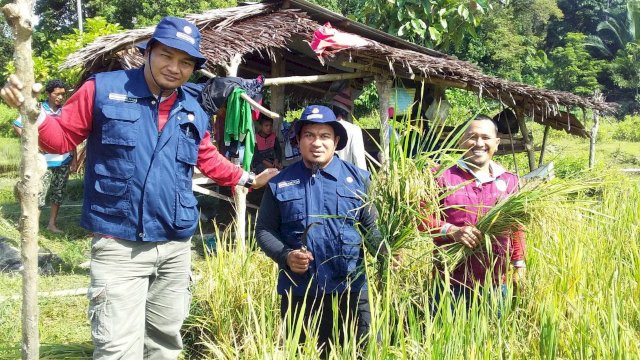 Warga Dusun Salubomban Desa Pincara Kecamatan Masamba kembali menikmati hasil panen padi setelah sebelumnya tak ada aktivitas budidaya padi selama 17 tahun lamanya. (ist)