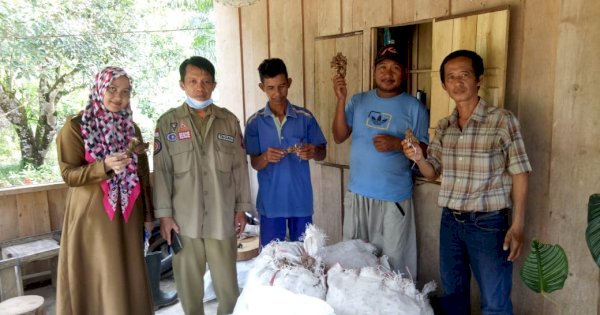 Dua Poktan Wilayah Transmigrasi di Lutra dapat Bantuan Benih Jahe Merah