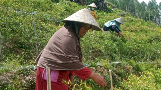 Hastuti, satu dari 24 perempuan Sulsel yang mendapat penghargaan dari Organisasi Aksi Solidaritas Era Kabinet Indonesia Maju (OASE KIM). Hastuti dinilai berjasa di bidang pertanian. (Facebook Hastuti) 