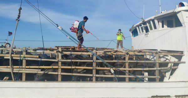 Dinyatakan Sehat PMK, Kerbau Asal NTT Masuk Jeneponto