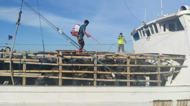 Karantina Pertanian Makassar melalui wilayah kerja Jeneponto menerima 56 ekor kerbau asal Sumba Timur, Nusa Tenggara Timur menggunakan KLM Mega Karya dan akan dikirim ke Tana Toraja, Sulsel. (foto:Azwar Avatanews/)