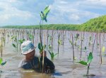 Pemprov Sulsel Lakukan Penanaman 39 ribu Batang Mangrove di Desa Marannu Maros