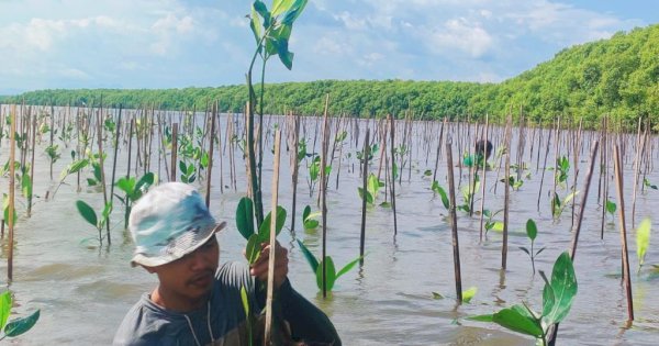 Pemprov Sulsel Lakukan Penanaman 39 ribu Batang Mangrove di Desa Marannu Maros