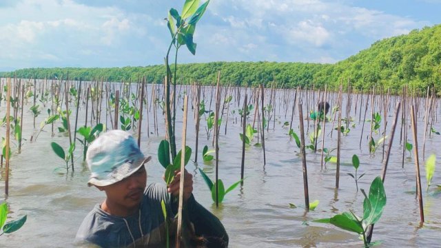 Pemprov Sulsel melakukan penanaman pohon mangrove di Maros. (Foto: Dok Humas Sulsel)