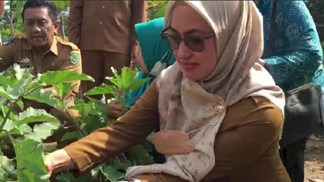 Bupati Luwu Utara, Indah Putri Indriani saat memanen langsung sayuran Kelompok Wanita Tani (KWT) di Desa Saptamarga Kecamatan Sukamaju, Selasa (14/06/2022). (Ist)