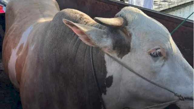 Penampakan sapi kurban seberat 1,4 Ton yang disumbangkan seorang warga Soppeng ke Andi Sudirman Sulaiman dan akan dikurbankan saat hari raya Idul Adha 1443 H, di Masjid 99 Kuba. (foto: Pemprov Sulsel)