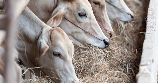 Jelang Idul Adha, Menag Minta Masyarakat tak Paksakan Berqurban