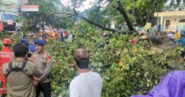 Anggota DPRD Makassar Minta DLH Segera Pangkas Pohon Tua