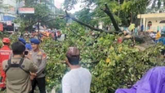 Anggota DPRD Makassar Minta DLH Segera Pangkas Pohon Tua