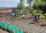 Jaga Kelestarian Kawasan Pesisir, 38 Ribu Batang Mangrove Ditanam di Bone